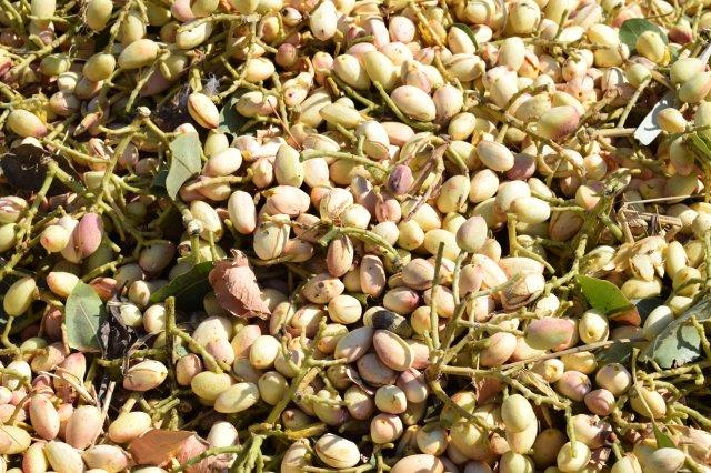 Freshly harvested pistachios before processing