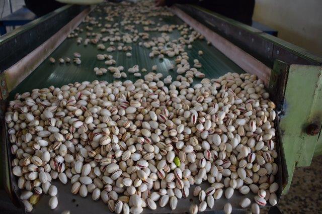 Naturally open pistachios moving through the Salari Farm sorting line